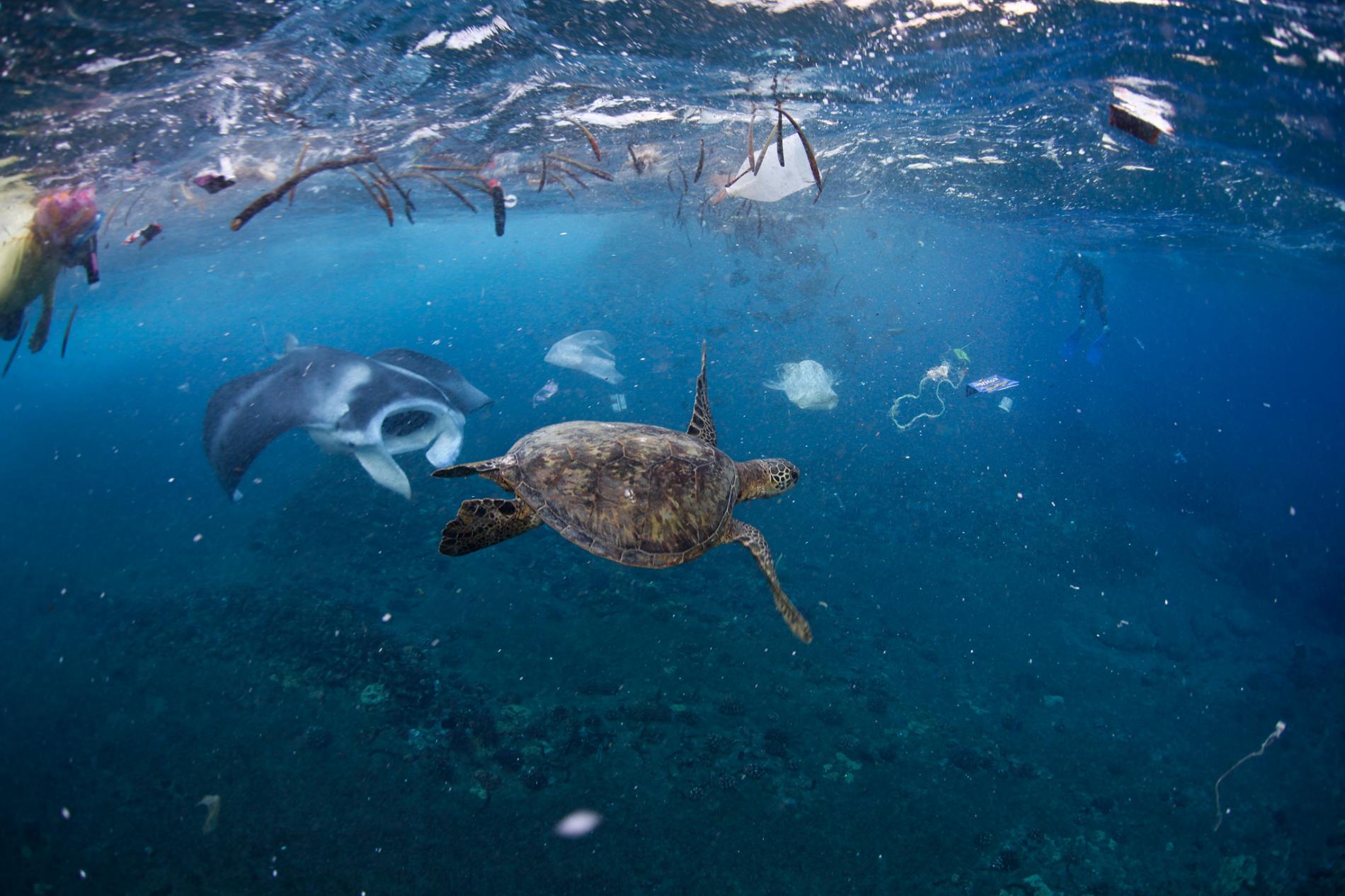 15 Shocking Facts About Ocean Pollution Passport Ocean 15 Shocking Facts About Ocean Pollution Passport Ocean