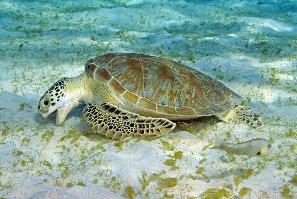 sea turtle eating - fun fact