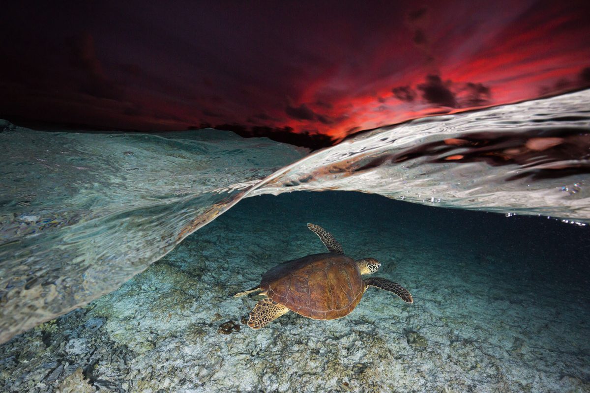 half underwater ocean shot turtle