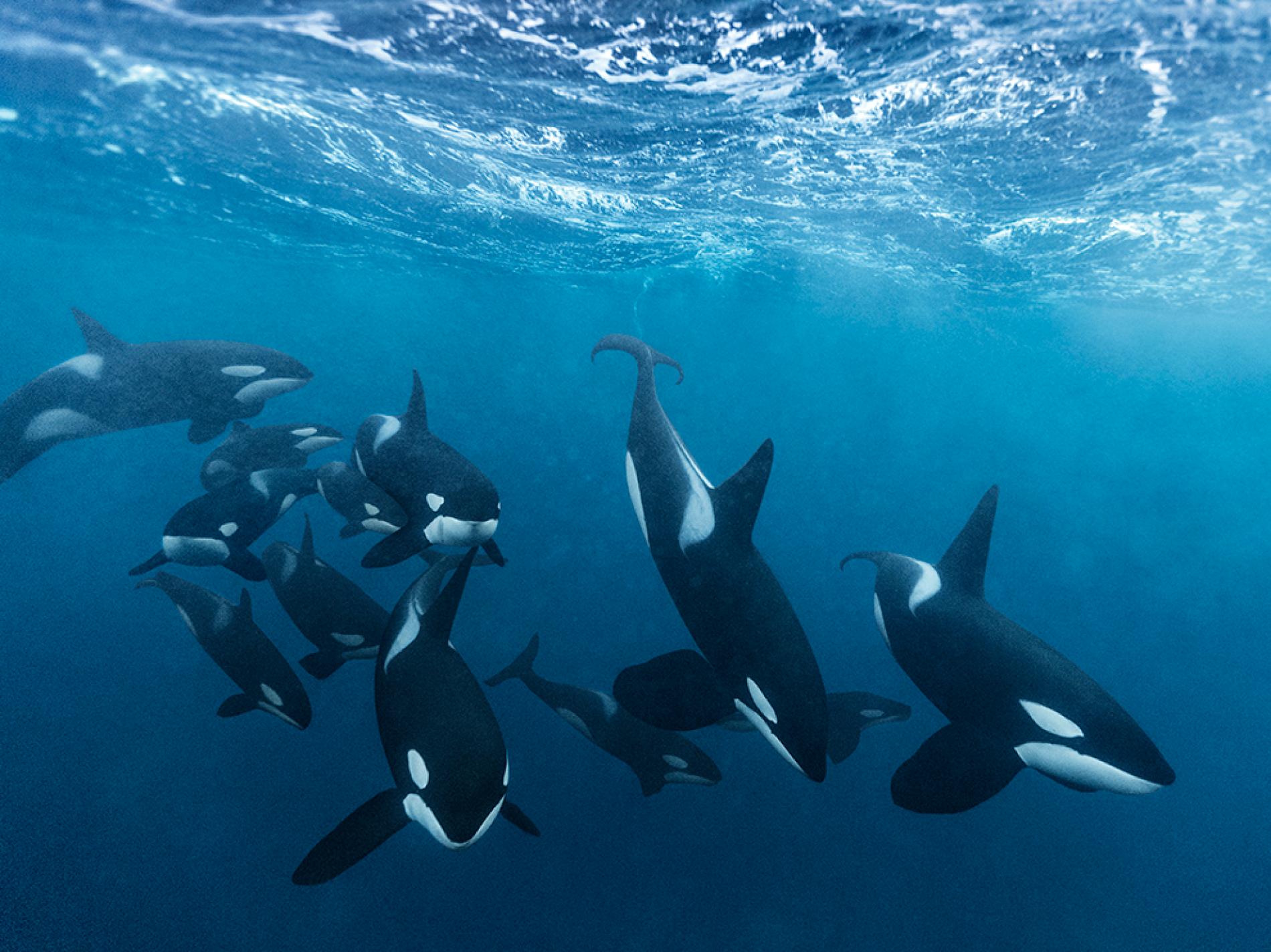 20 Incredible Facts About Orcas Passport Ocean