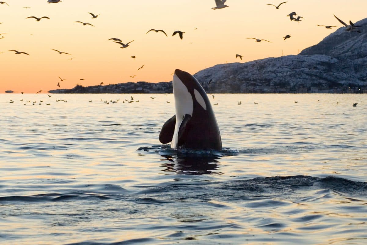 facts about Orcas