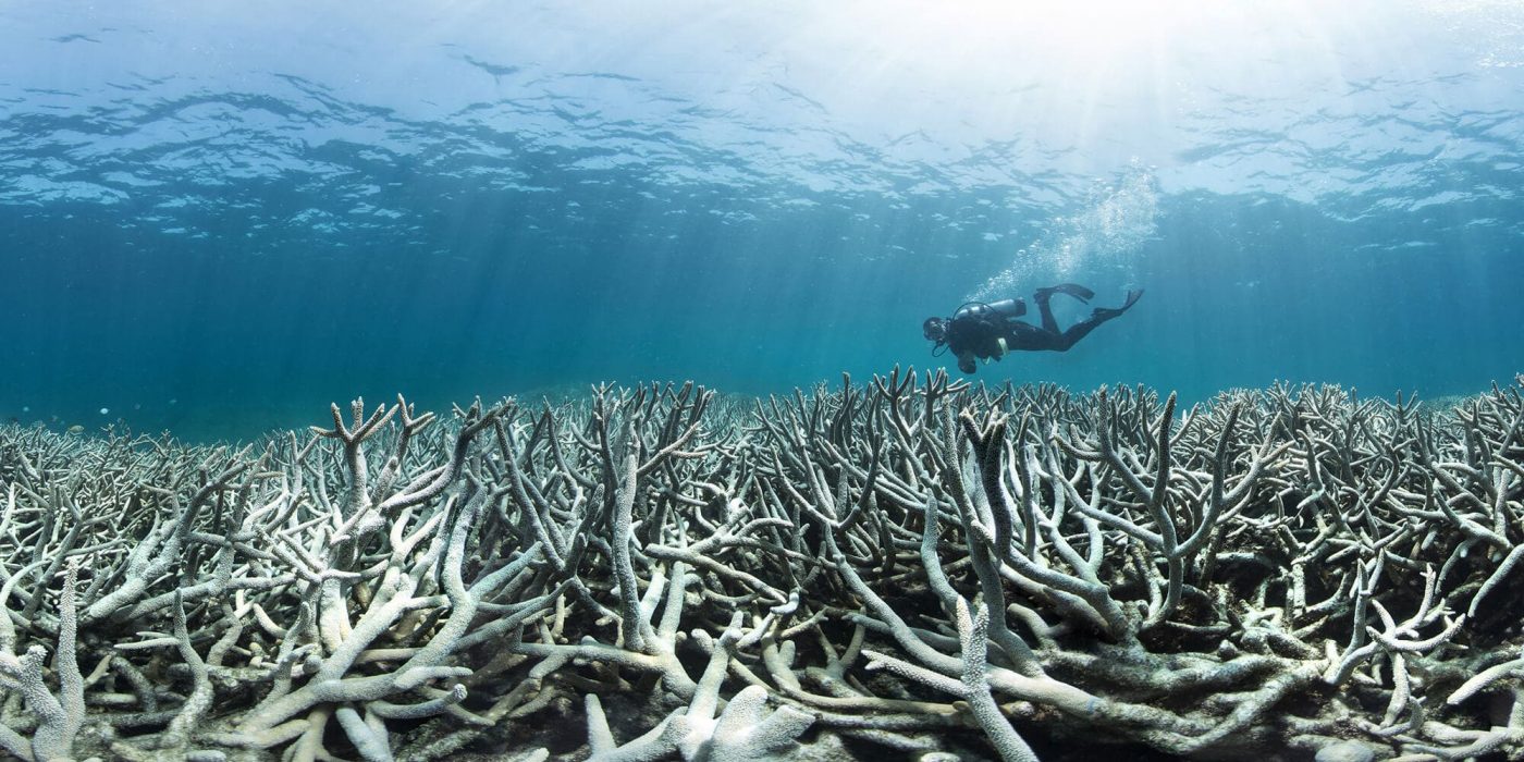 6 Causes of Coral Bleaching
