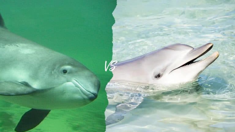 Porpoises vs Dolphins ? What are The Differences - Passport Ocean