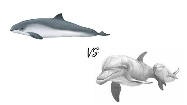 Porpoises vs Dolphins ? What are The Differences - Passport Ocean
