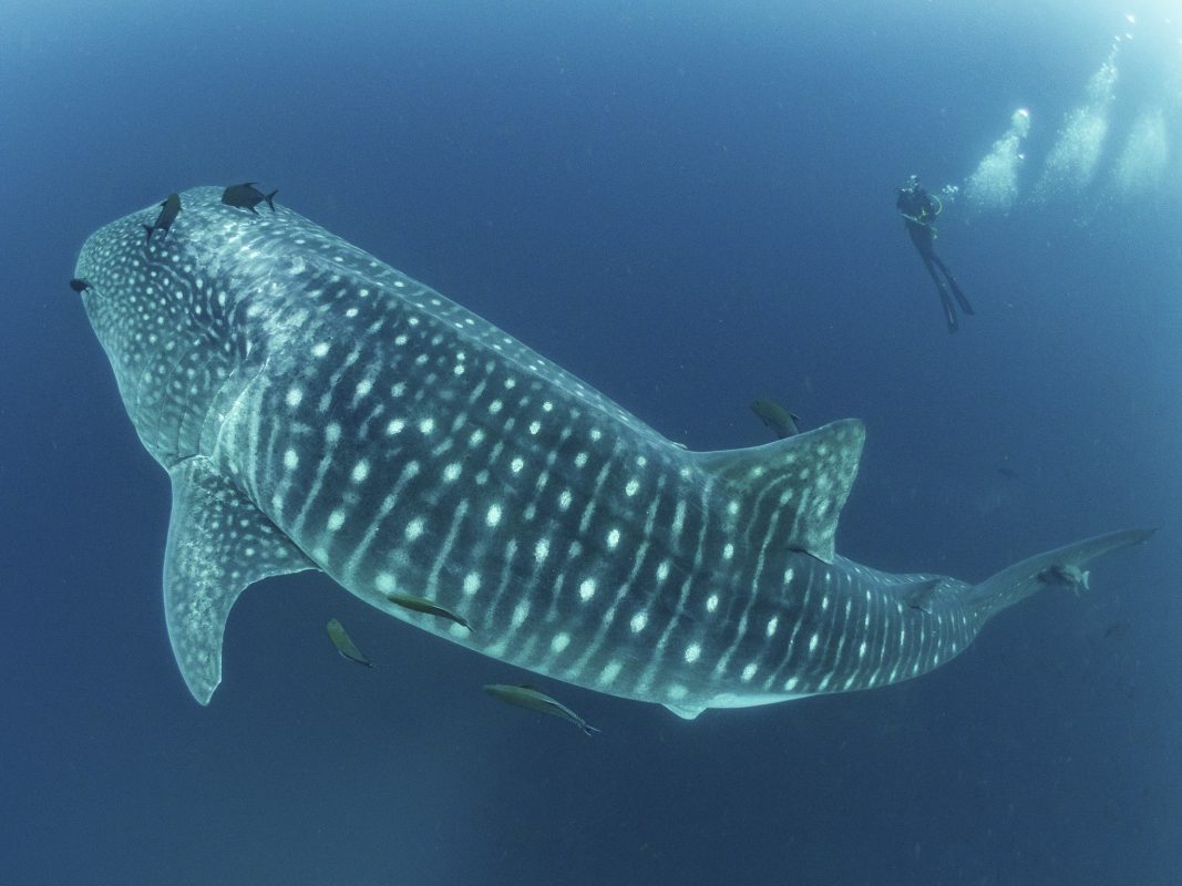 The Whale shark, the biggest shark in the world