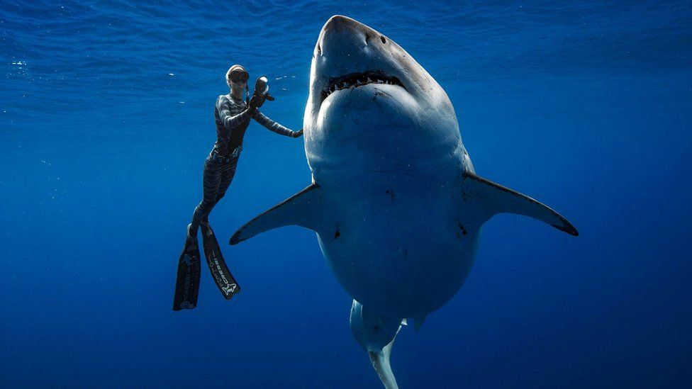 What Are The Biggest Sharks In The World ?
