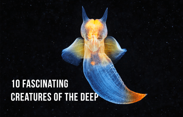 Sea Creatures Of The Deep