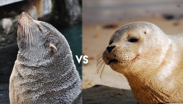 Seal vs Sea lions : the differences