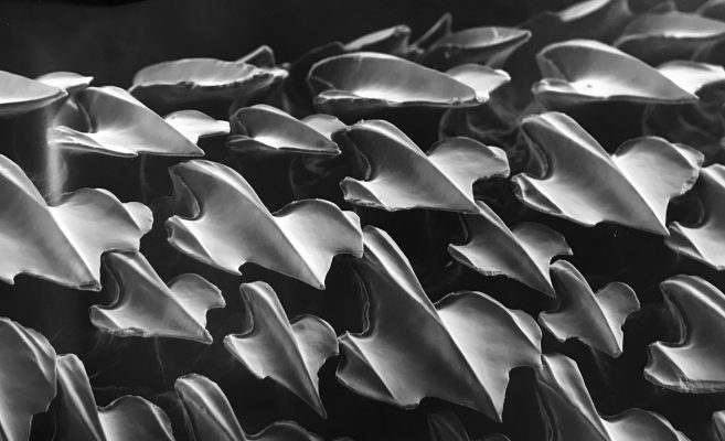 Shark skin particularities