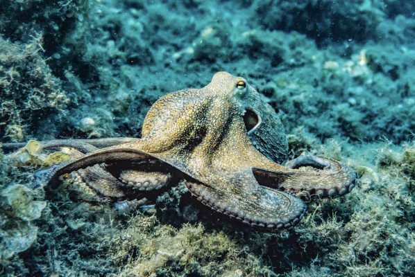What Do Octopuses Eat ?